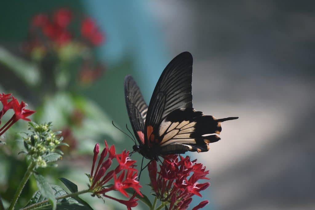 Vacation Escape Travel Shares Aruba's Top Family Activities