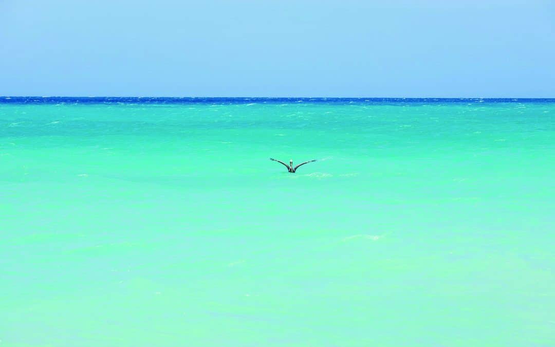 Vacation Escape Travel Shares Aruba’s Top Family Activities
